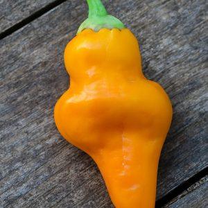 Monkey face pepper yellow chilli seeds