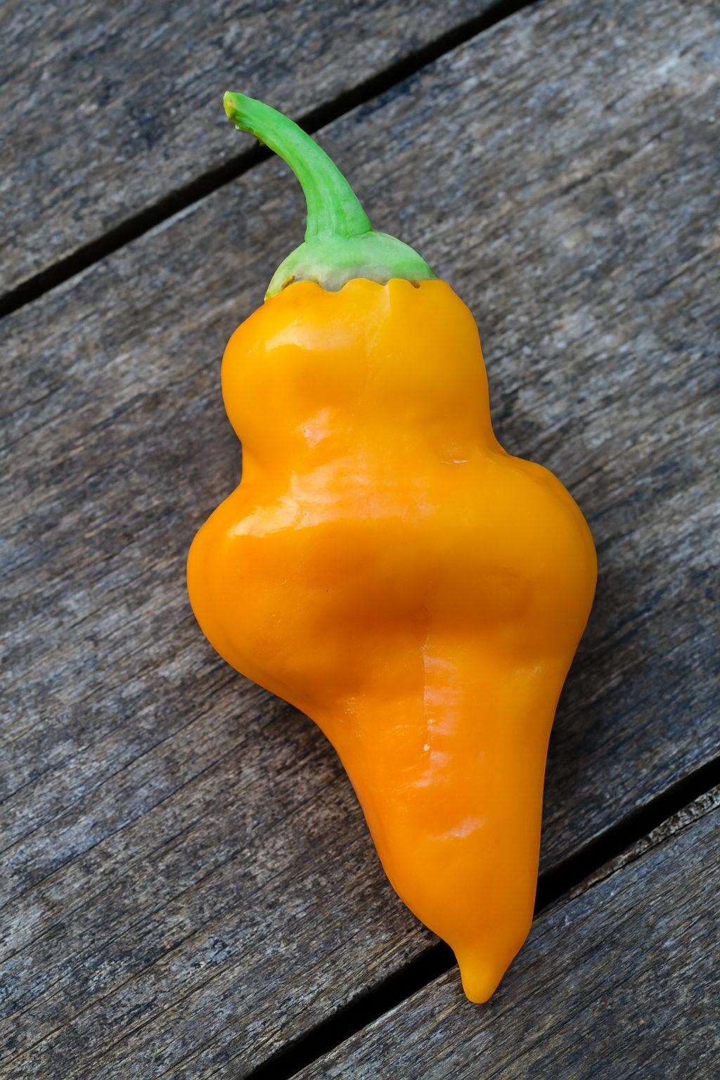 Monkey Face Pepper Yellow Seeds Authentic - From Seed to Sensation: Spring into Action with 10 Premium Quality Seeds 1 Monkey face pepper yellow chilli seeds