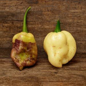 Moruga Purple White Chilli Seeds