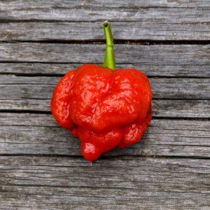 Moruga Satan Strain Chilli Seeds