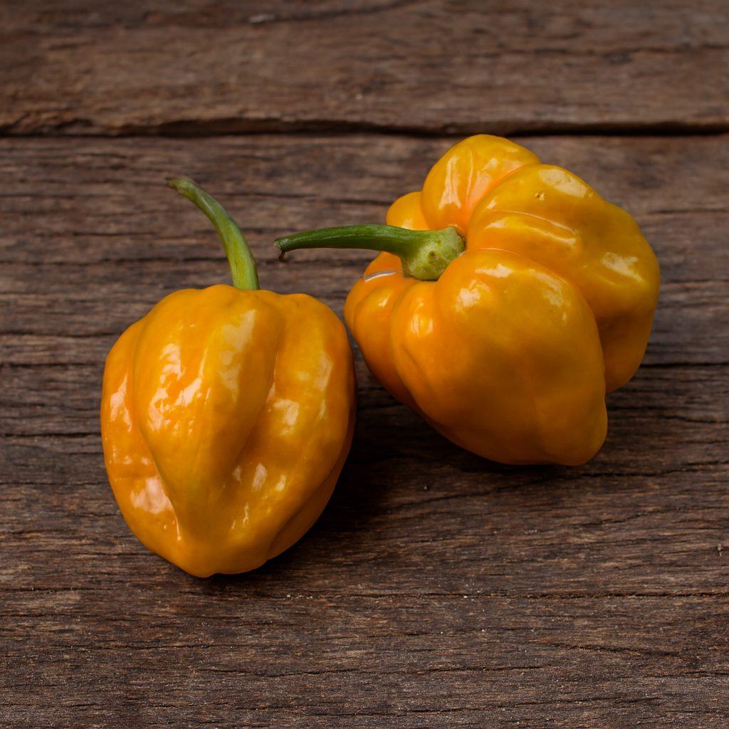 Mustard Habanero Chilli Seeds Authentic - From Seed to Sensation: Spring into action with 10 Premium Heirloom Variety seeds 1 Mustard Habanero Chilli Seeds