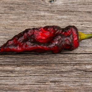 Naga Tiger DD Chilli Seeds