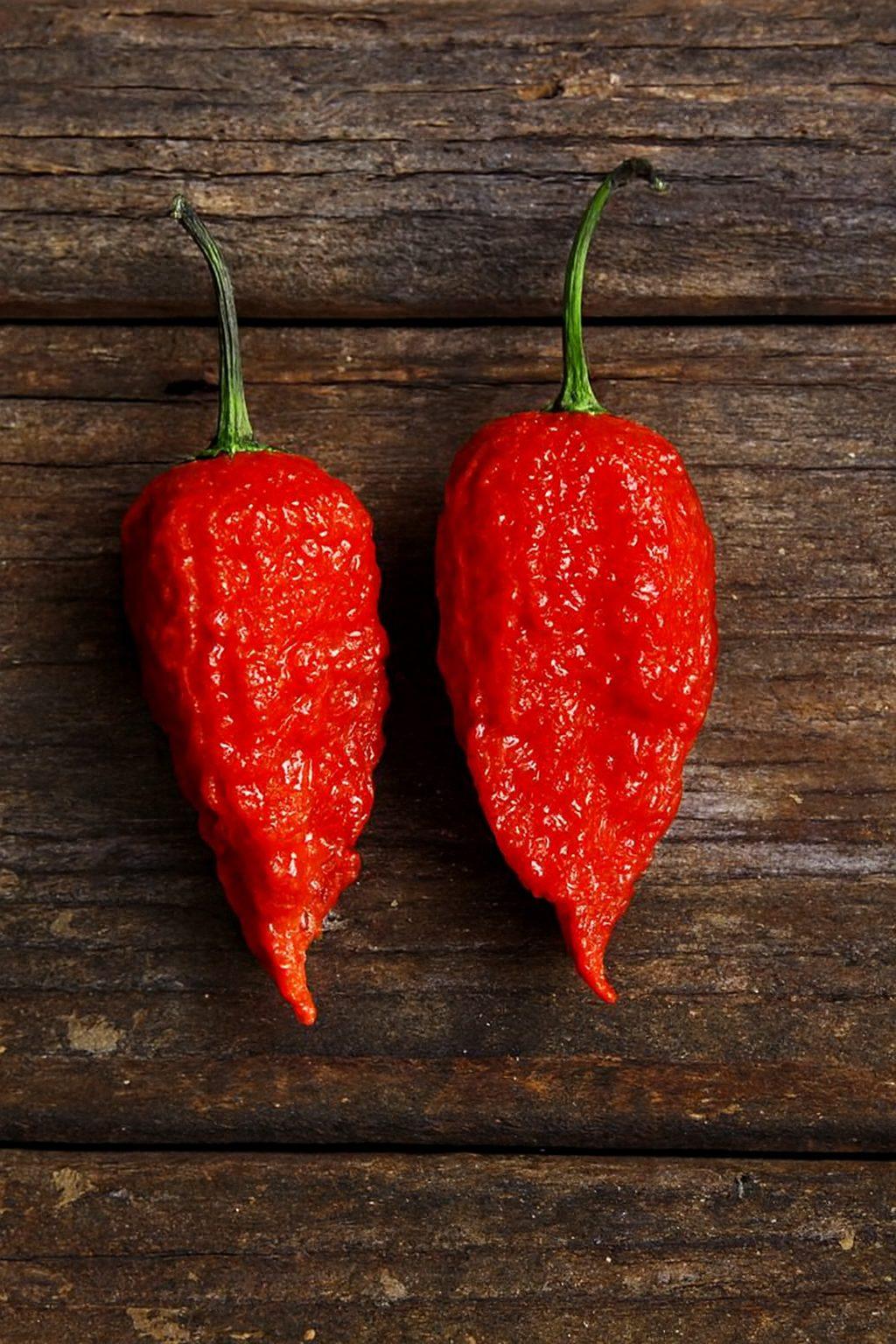 Naga brains Red Chilli Seeds Authentic - From Seed to Sensation: Spring into Action with 10 Premium Quality Seeds 1 Naga brains Red Chilli Seeds