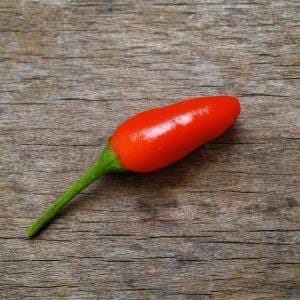 Pi 260567 Chilli Seeds