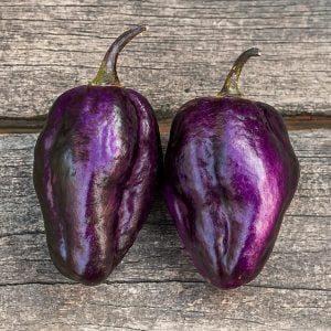 Pimenta Lisa Chilli Seeds