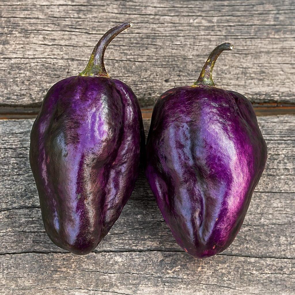 Pimenta Lisa Chilli Seeds Authentic - From Seed to Sensation: Spring into Action with 10 Premium Quality Seeds 1 Pimenta Lisa Chilli Seeds