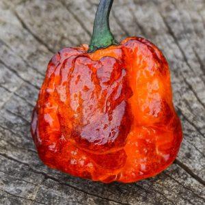 Pockmark Orange Chilli Seeds