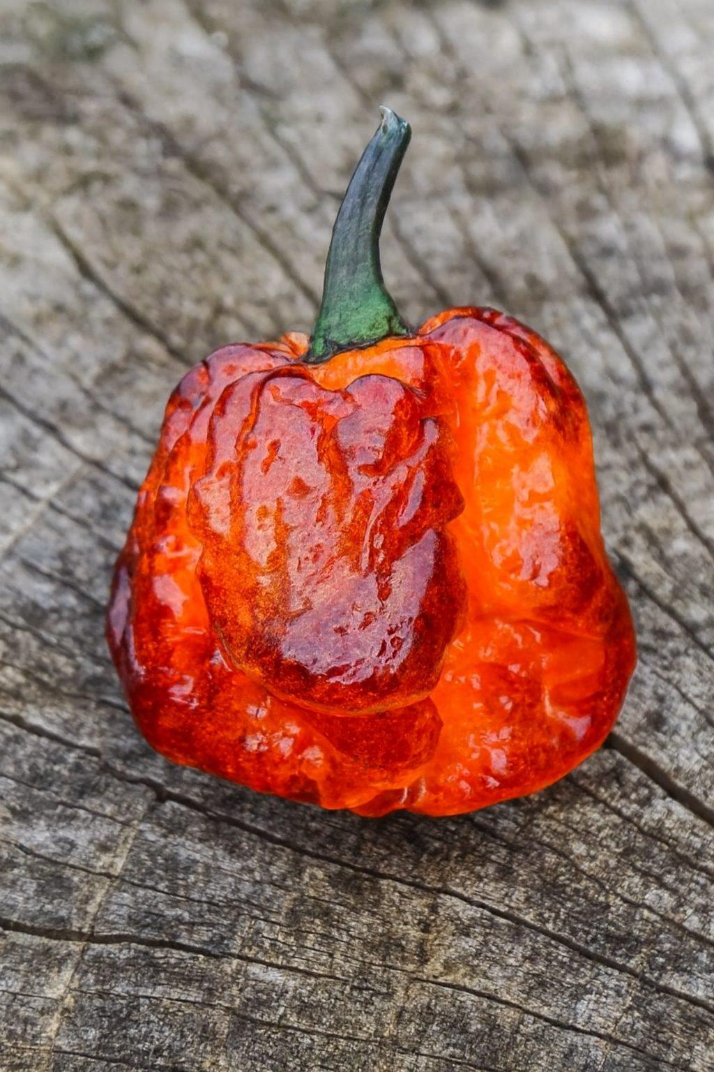 Pockmark Orange Chilli Seeds Authentic - From Seed to Sensation: Spring into Action with 10 Premium Quality Seeds 1 Pockmark Orange Chilli Seeds