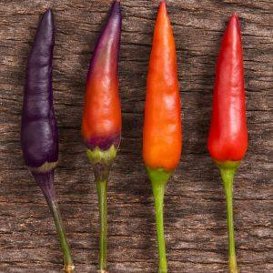 Purple Haze Chilli Seeds