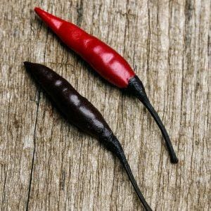 Purple Thai Chilli Seeds