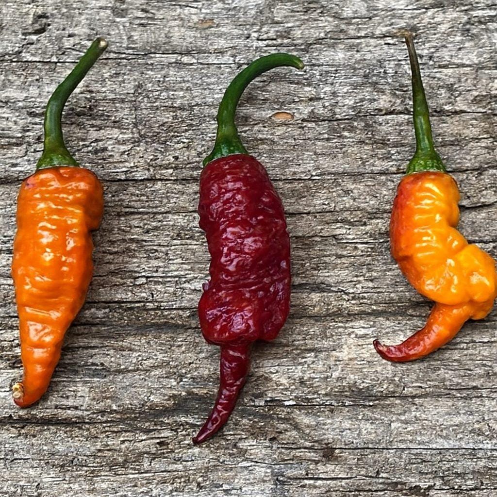 Reaper x Pink Tiger Viola Burnt Pheno Chilli Seeds Authentic - From Seed to Sensation: Spring into Action with 10 Premium Quality Seeds 1 Reaper x pink tiger viola burnt chilli seeds