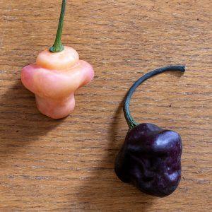 Roxa Lantern Black Chilli Seeds