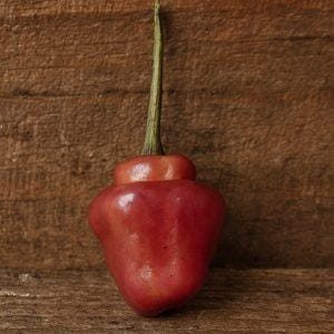 Roxa Lantern Chilli Seeds