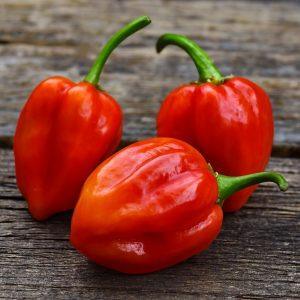 Sakay Lani Lalli Chilli Seeds
