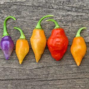 Scarlet Lantern Peru Chilli Seeds