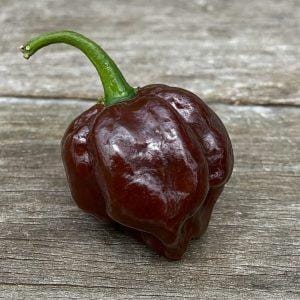 Scotch Bonnet chocolate chilli seeds