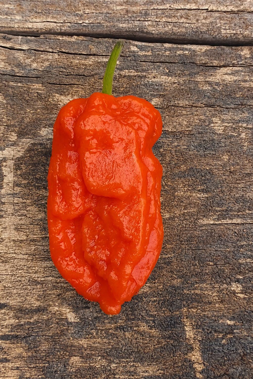 Sonstraal Slammer Chilli Seeds Authentic - From Seed to Sensation: Spring into Action with 10 Premium Quality Seeds 1 Sonstraal Slammer Chilli Seeds