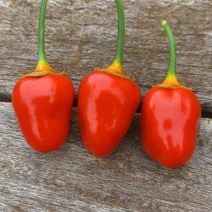 Strawberry Puma BBG Chilli Seeds