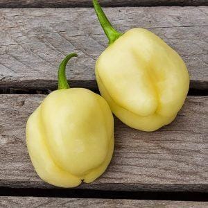 Sugar Rush Cream Chilli Seeds