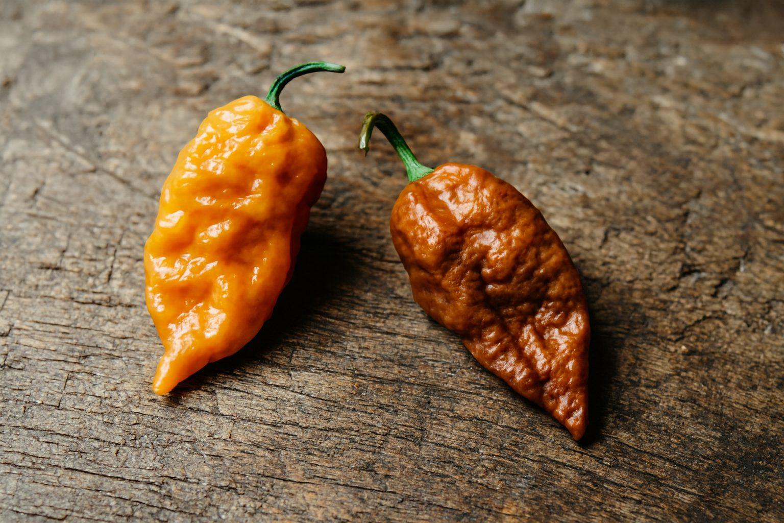 Teja Habanero Chilli Seeds Authentic - From Seed to Sensation: Spring into Action with 10 Premium Quality Seeds 1 Teja Habanero Chilli Seeds