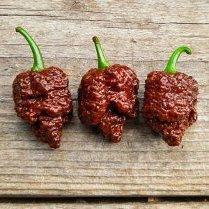Testanera Choc DD Chilli Seeds