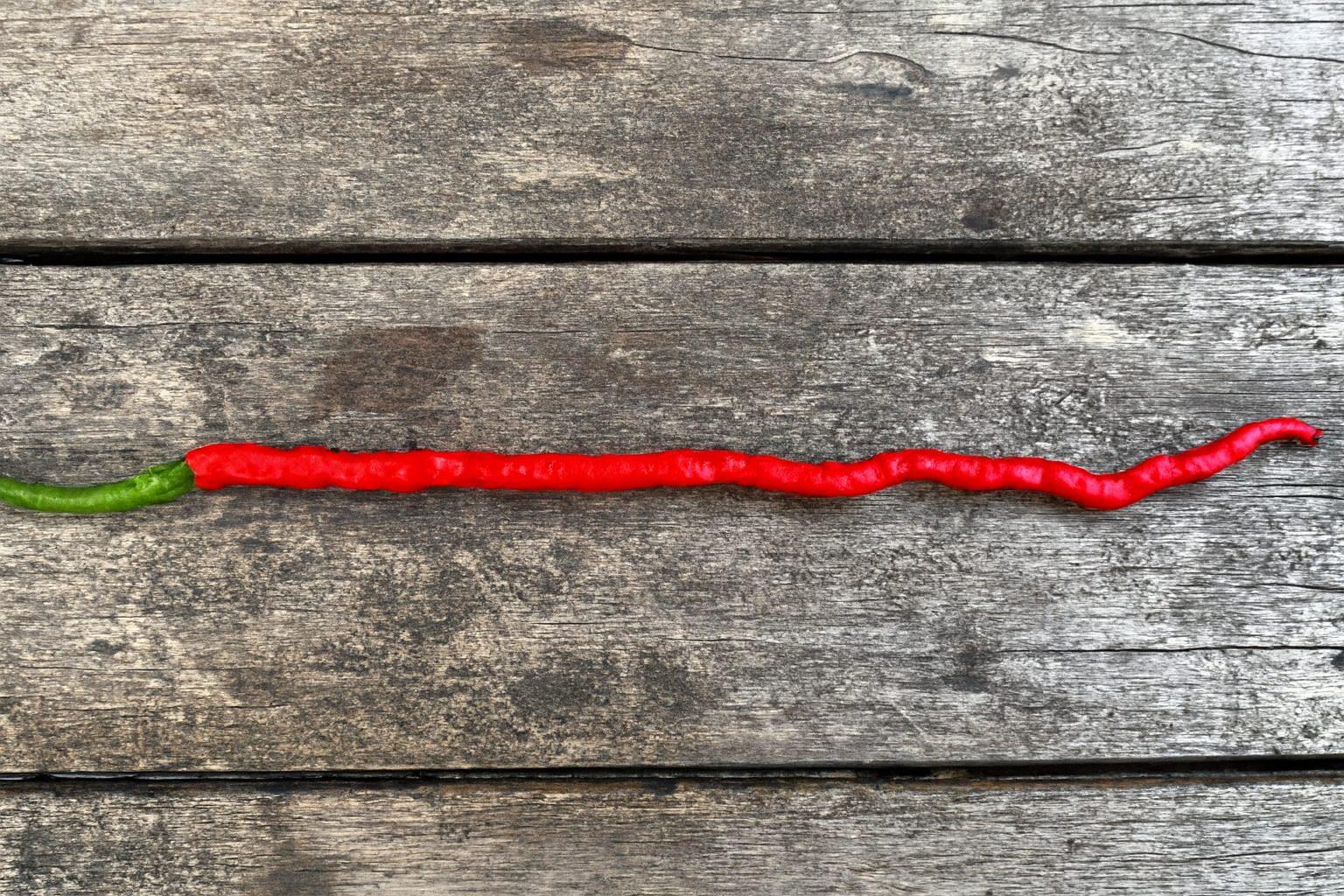 Thunder Mountain Longhorn Chilli Seeds Authentic - From Seed to Sensation: Spring into action with 10 Premium Heirloom Variety seeds 1 Thunder Mountain Longhorn Chilli Seeds