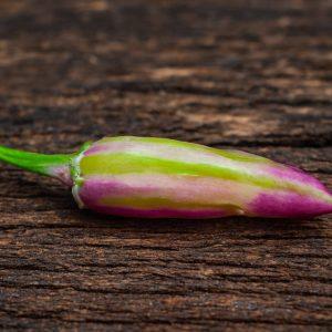 Tricolor Chilli Seeds
