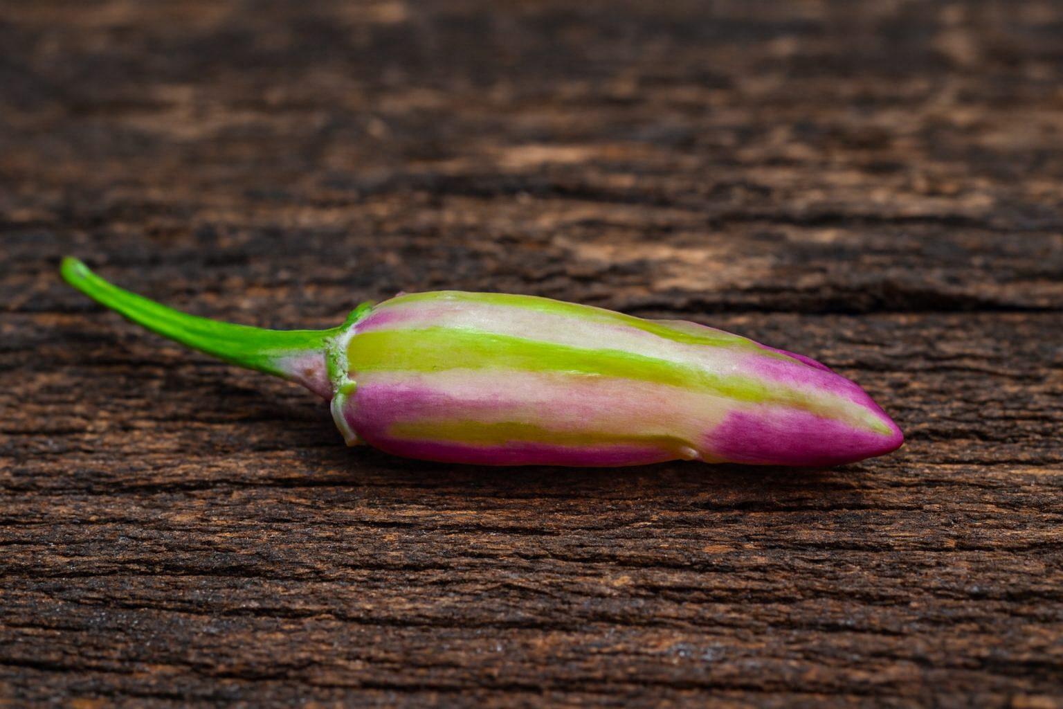 Tricolor Chilli Seeds Authentic - From Seed to Sensation: Spring into Action with 10 Premium Quality Seeds 1 Tricolor Chilli Seeds