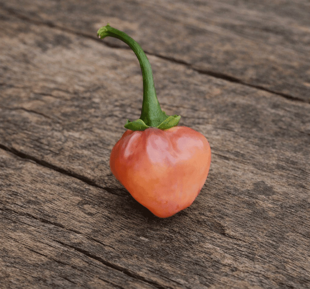 Appelkosies Pepper Seeds Authentic - From Seed to Sensation: Spring into action with 10 Premium Heirloom Variety seeds 1 Appelkosies
