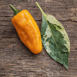 Chilli Seeds 1 Fish Pepper Orange