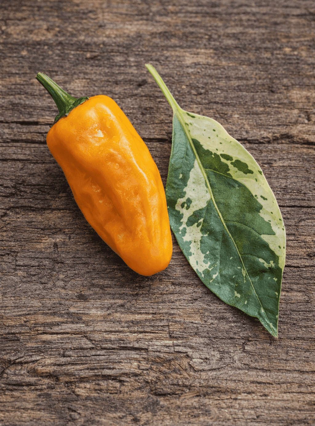 Fish Pepper Orange Seeds Authentic - From Seed to Sensation: Spring into action with 10 Premium Heirloom Variety seeds 1 Fish Pepper Orange