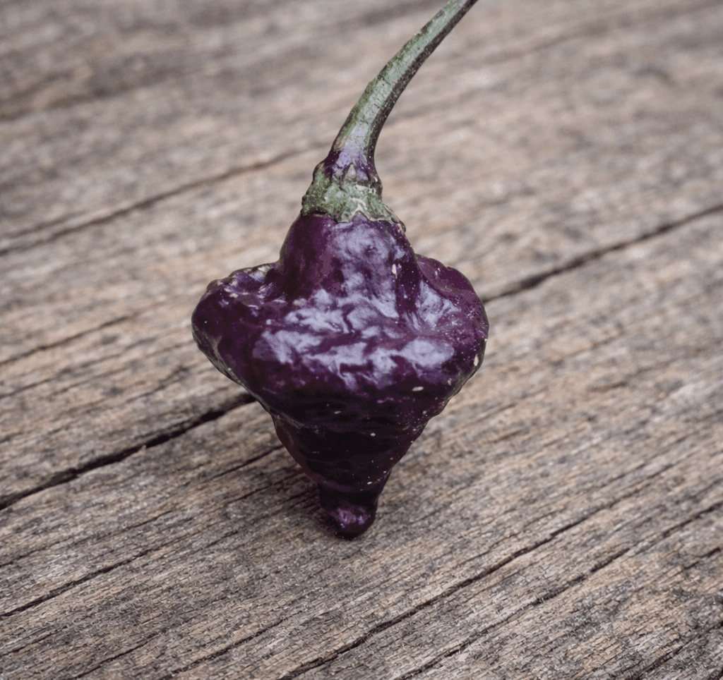 Midnight Lantern Chilli Seeds Authentic - From Seed to Sensation: Spring into Action with 10 Premium Quality Seeds 1 Midnight Lantern