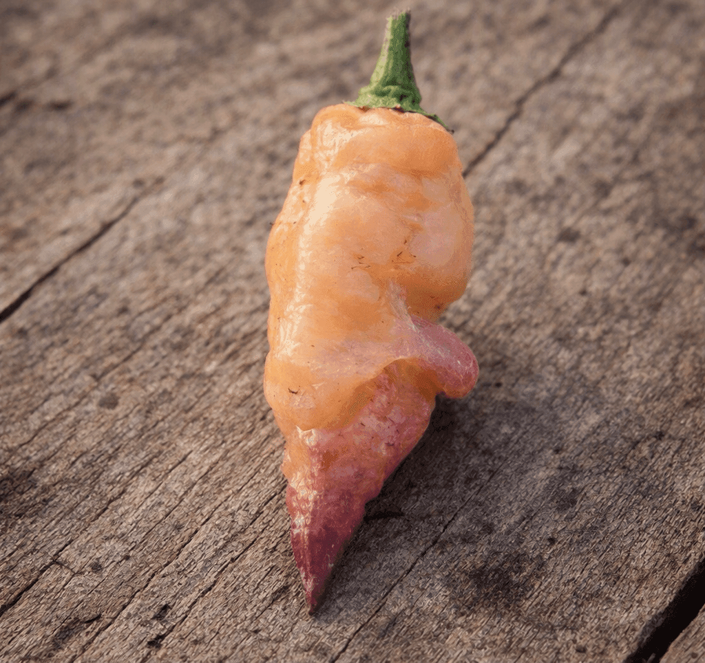 Funky Chicken Pepper Seeds Authentic - From Seed to Sensation: Spring into Action with 10 Premium Quality Seeds 1 Funky Chicken Pepper
