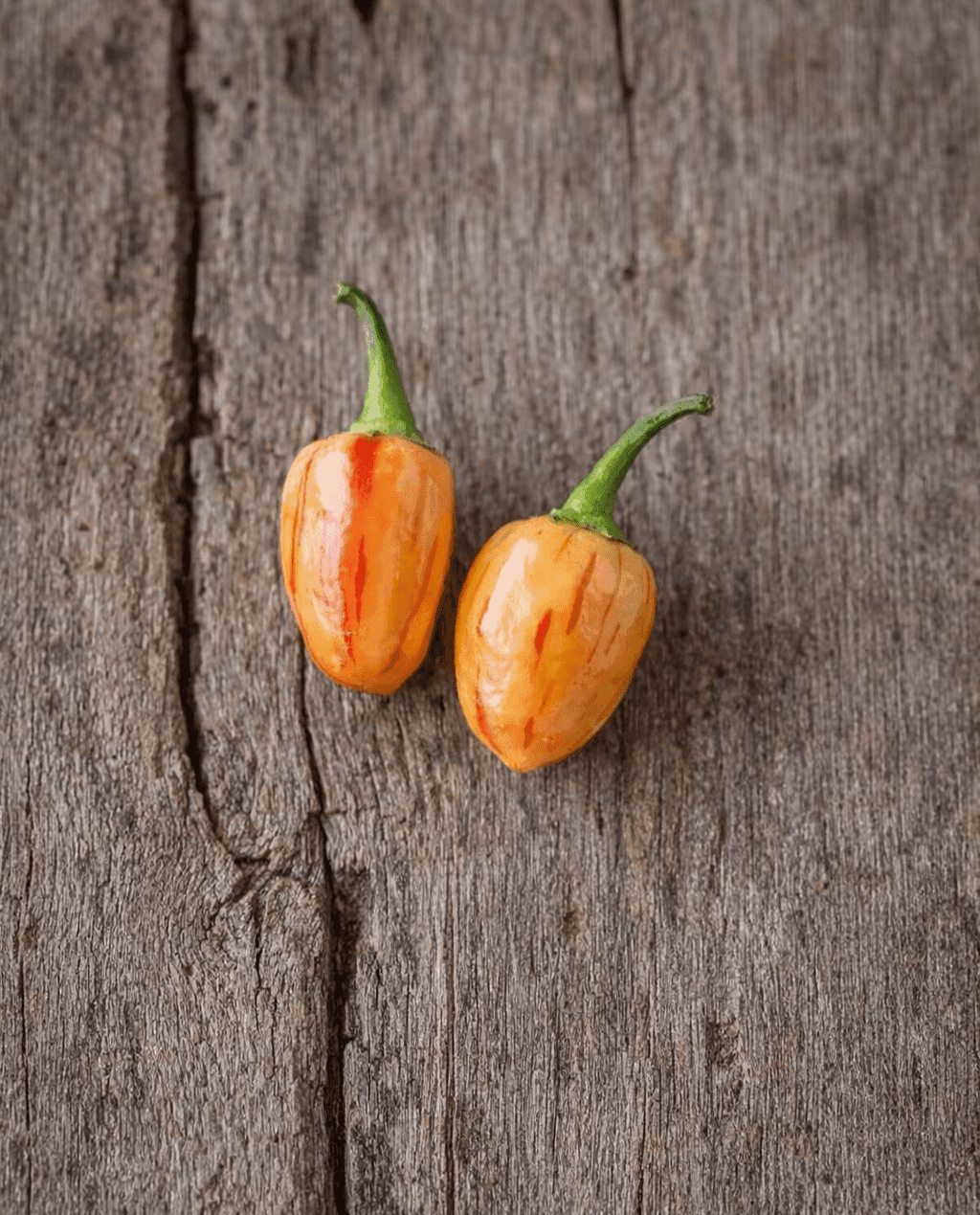 Peppapeach Stripey Chilli Seeds Authentic - From Seed to Sensation: Spring into Action with 10 Premium Quality Seeds 1 Peppapeach Stripey