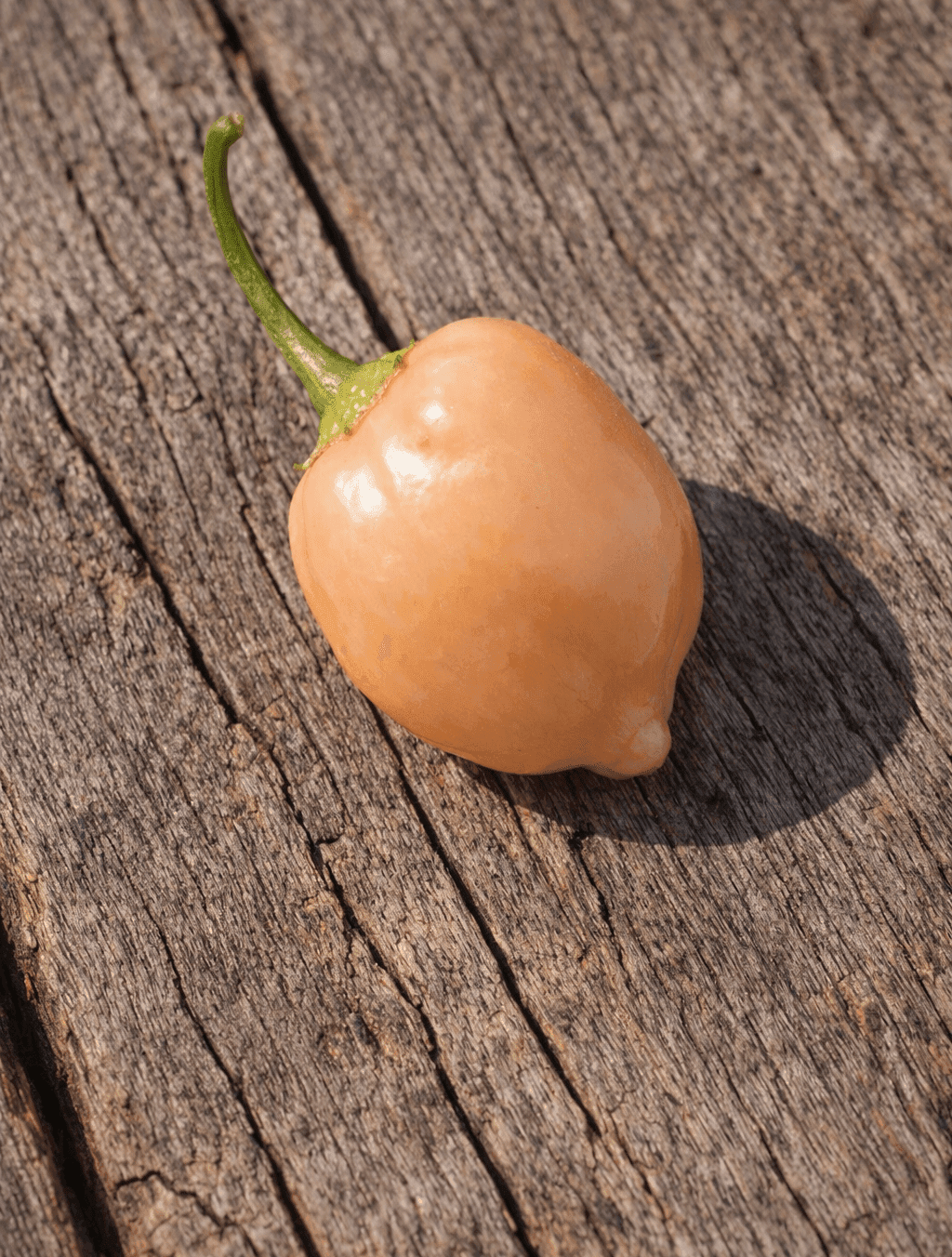 Peppapeach Chilli Seeds Authentic - From Seed to Sensation: Spring into Action with 10 Premium Quality Seeds 1 Peppapeach
