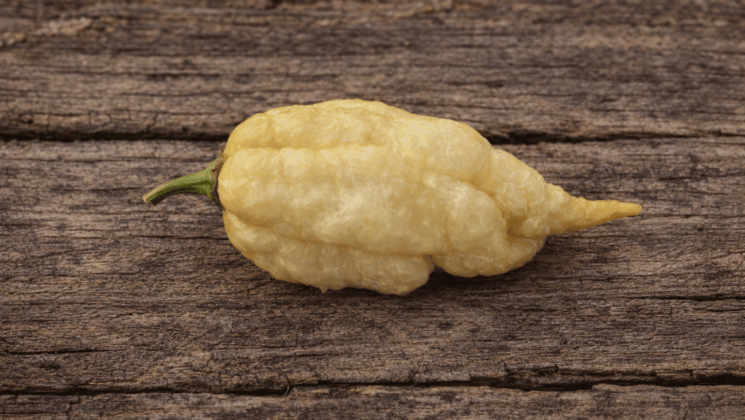 Reaper Cream Chilli Seeds Authentic - From Seed to Sensation: Spring into Action with 10 Premium Quality Seeds 1 Reaper Cream