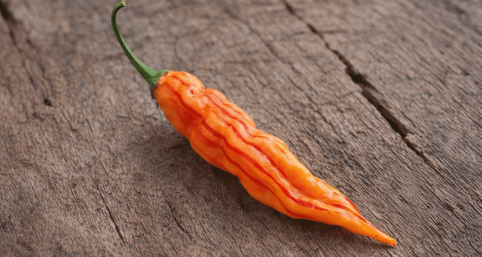 Sugar Rush Peach Stripey Chilli Seeds Authentic - From Seed to Sensation: Spring into Action with 10 Premium Quality Seeds 1 Sugar rush Peach Stripey