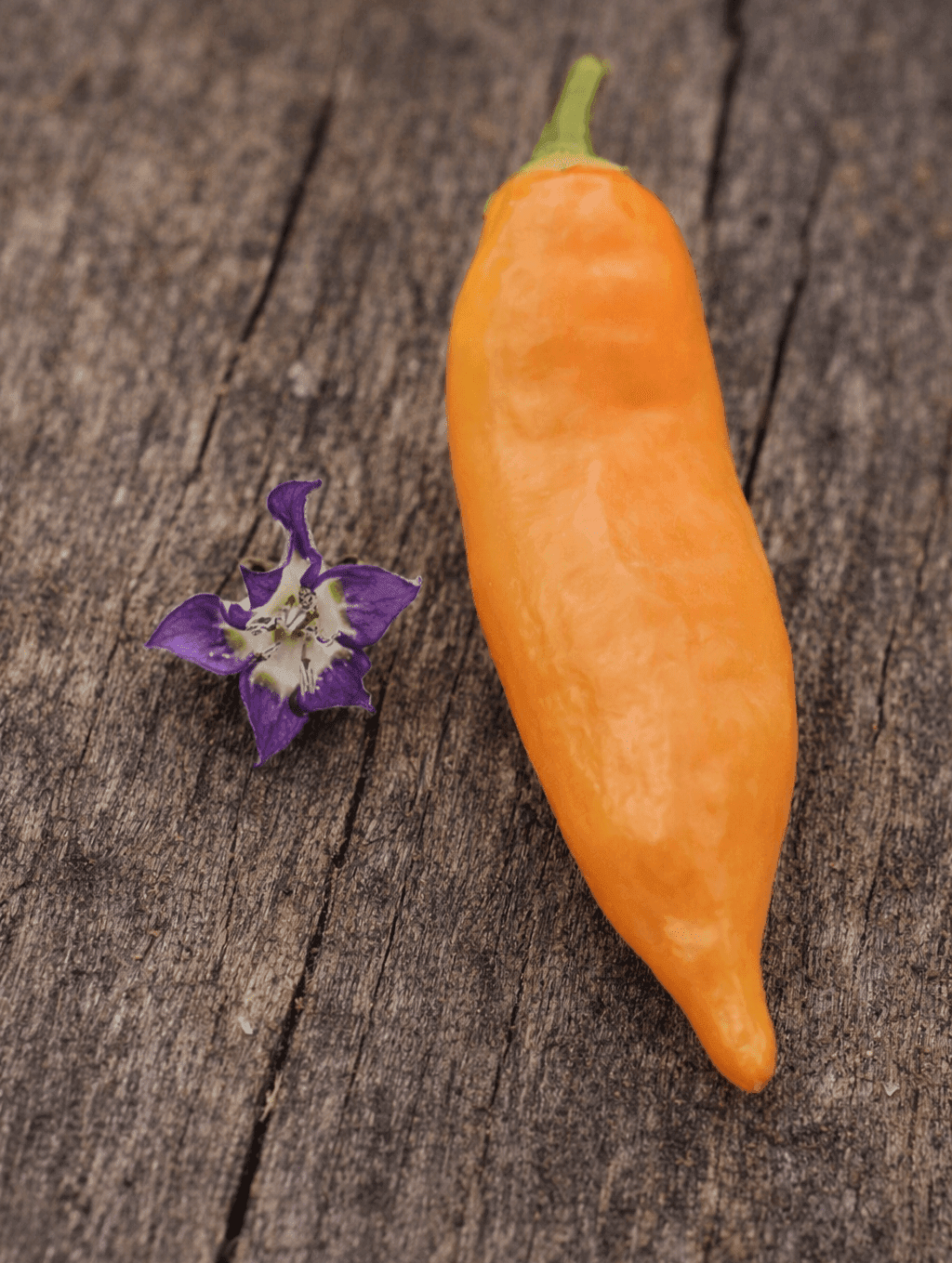 Sweet Melissa Seeds Authentic - From Seed to Sensation: Spring into action with 10 Premium Heirloom Variety seeds 1 Sweet Melissa